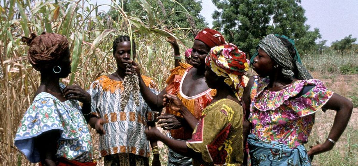 Participatory sorghum breeding in Burkina Faso © J. Chantereau